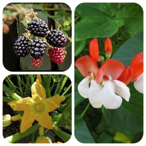 Blackberries, courgette and runner bean flowers