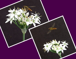 Marmalade Hoverfly on Garlic Chives flower.